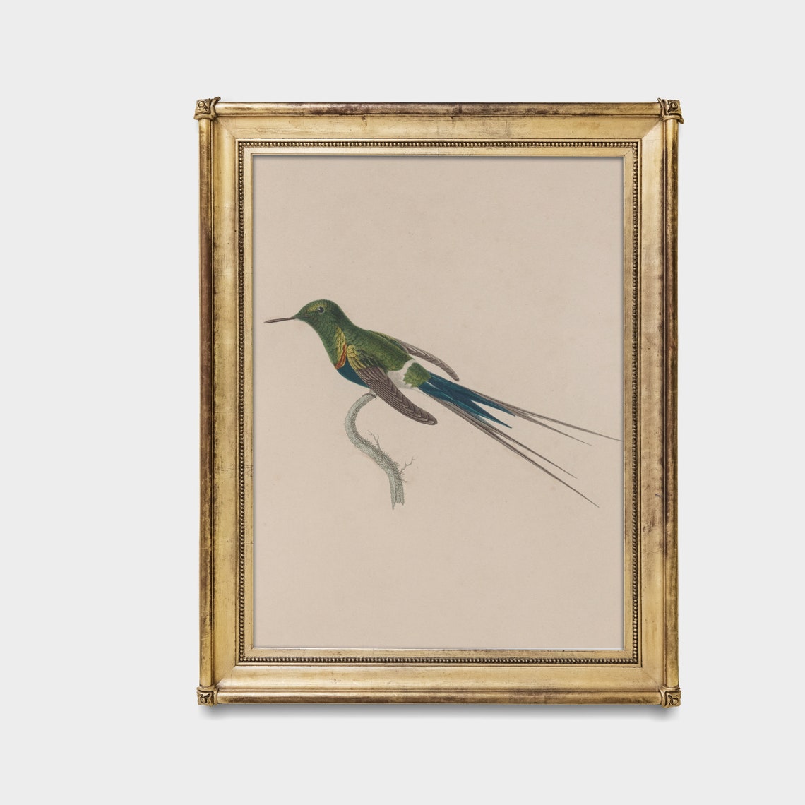 Long Tailed Green Hummingbird Antique Naturalist Bird Study Poster - Image 5