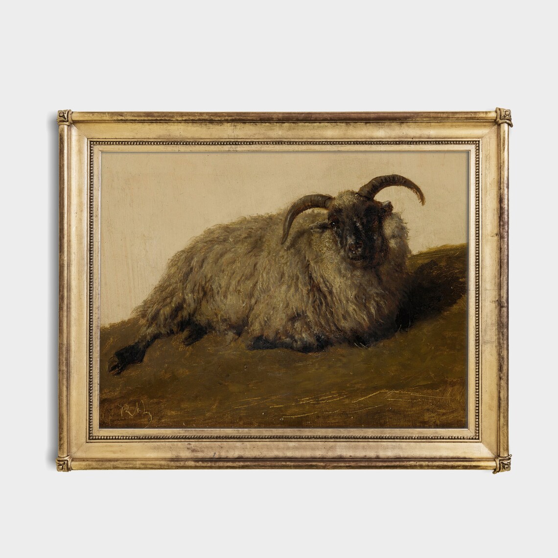 Shaggy Ram with Curved Horns Lying Down Vintage Animal Poster - Image 2