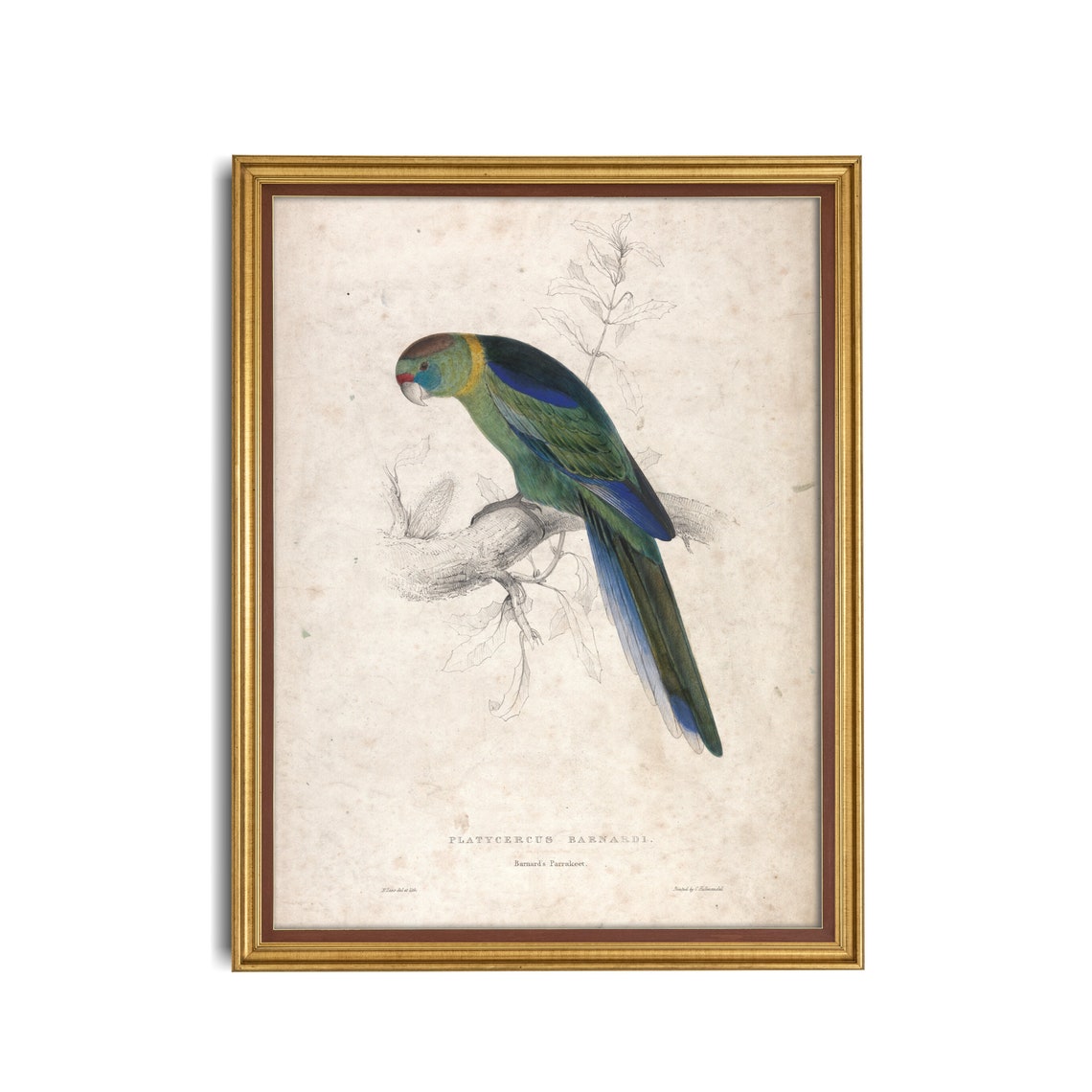 Barnard's Parakeet Vintage Bird Engraving Natural History Poster - Image 3