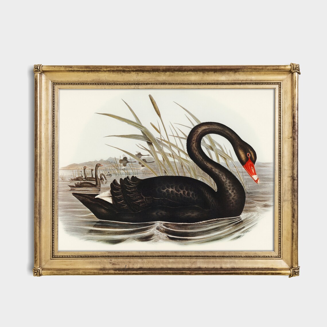 Vintage Black Swan Illustration Among Reeds Naturalist Poster - Image 2