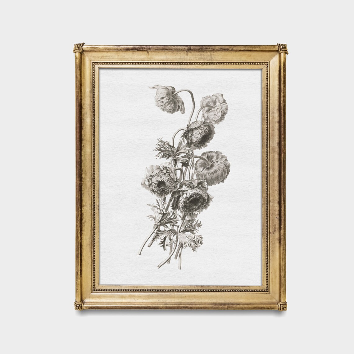 Monochrome Botanical Sketch of Anemone Flowers Antique Poster - Image 3