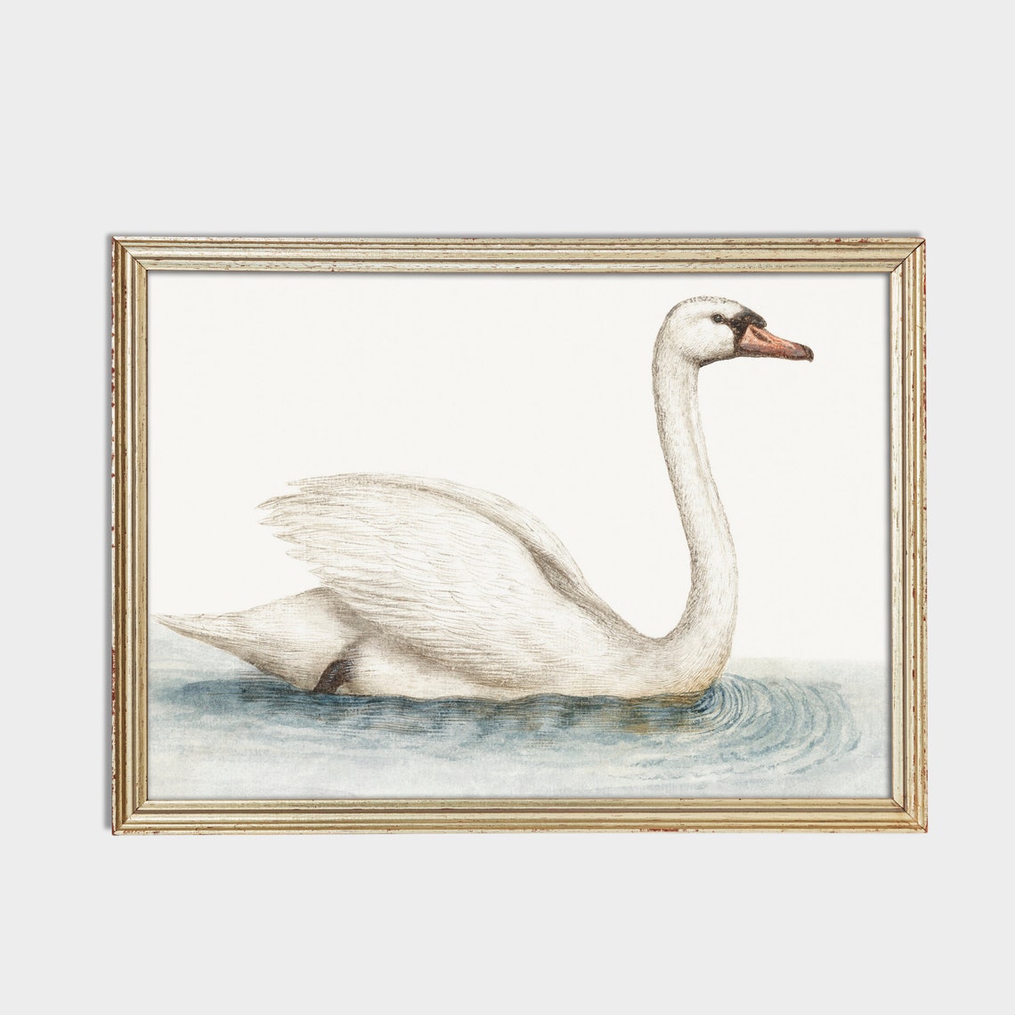White Mute Swan Swimming Minimalist Vintage Bird Study Poster - Image 2
