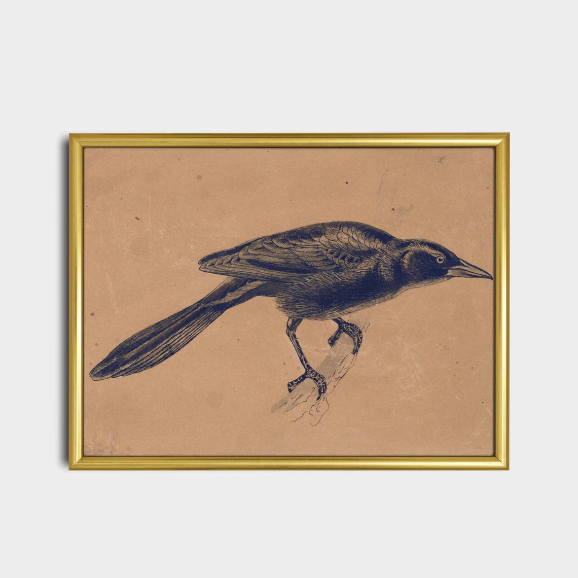 Black Crow Bird Engraving on Aged Paper Antique Naturalist Poster - Image 2