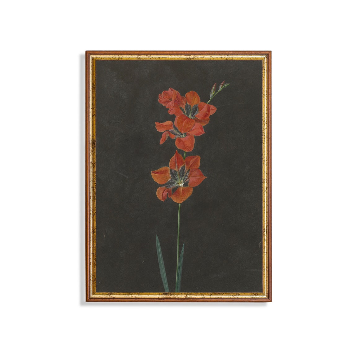 Red Gladiolus Stem Botanical Study on Black Antique Floral Poster
