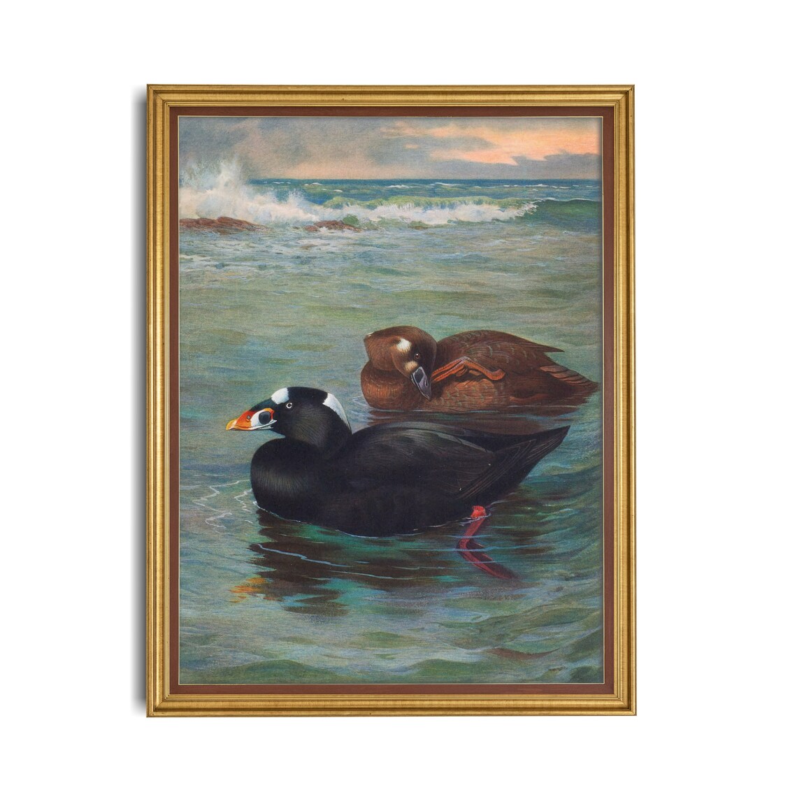 Pair of Surf Scoters Floating Together on a Calm Green Sea Poster - Image 2