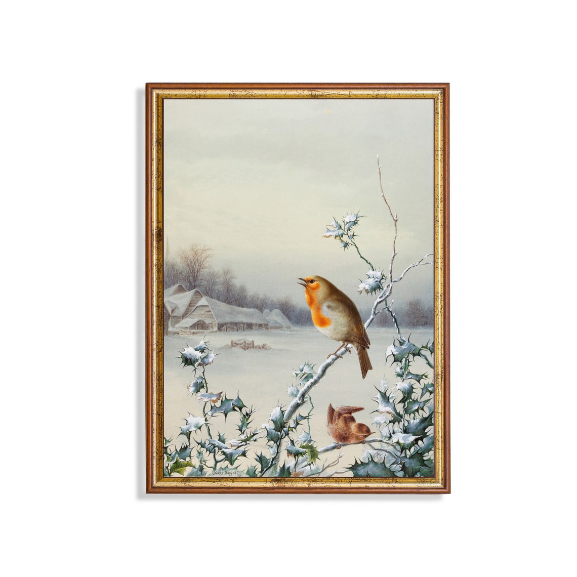 Robin and Wren Perched on Snowy Holly Branch Winter Bird Poster