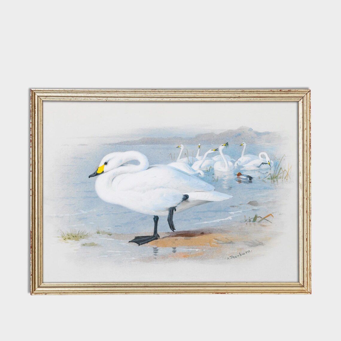 Graceful White Swans at a Misty Lakeshore Vintage Bird Poster - Image 3