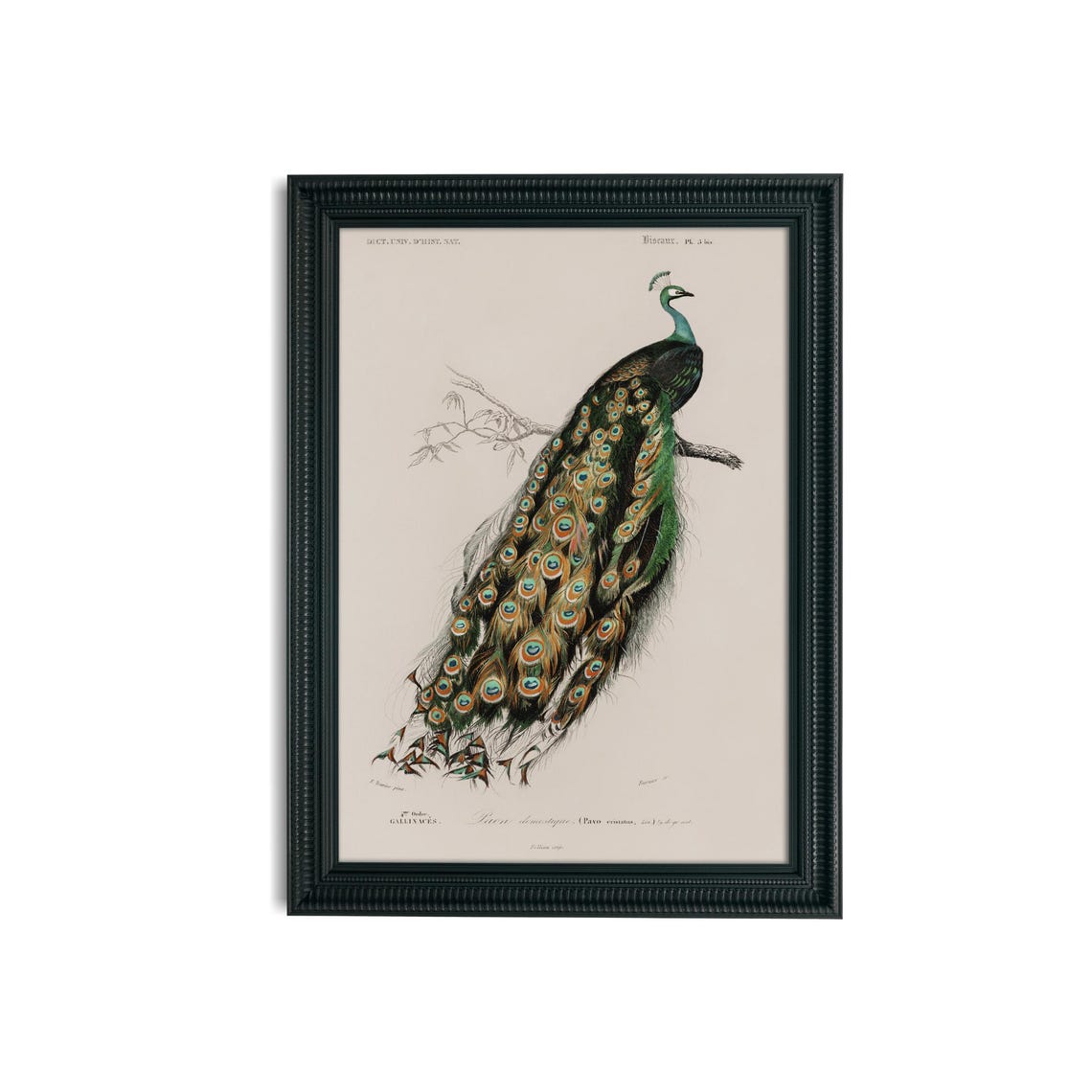 Indian Peacock on a Branch French Natural History Engraving Poster - Image 3