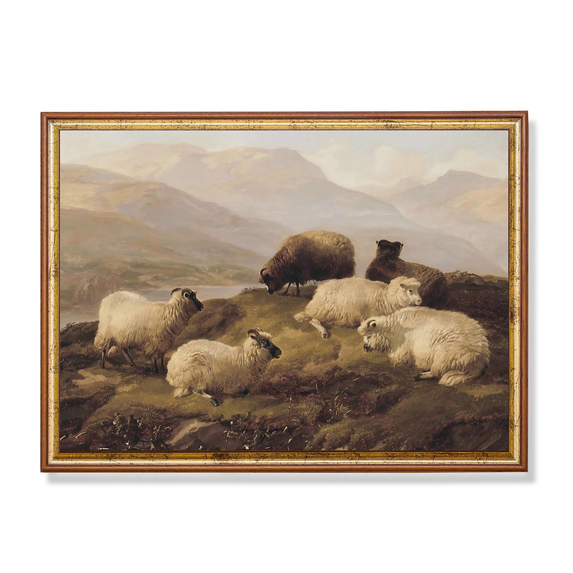 Flock of Sheep Resting on a Highland Slope Mountain Scene Oil Print