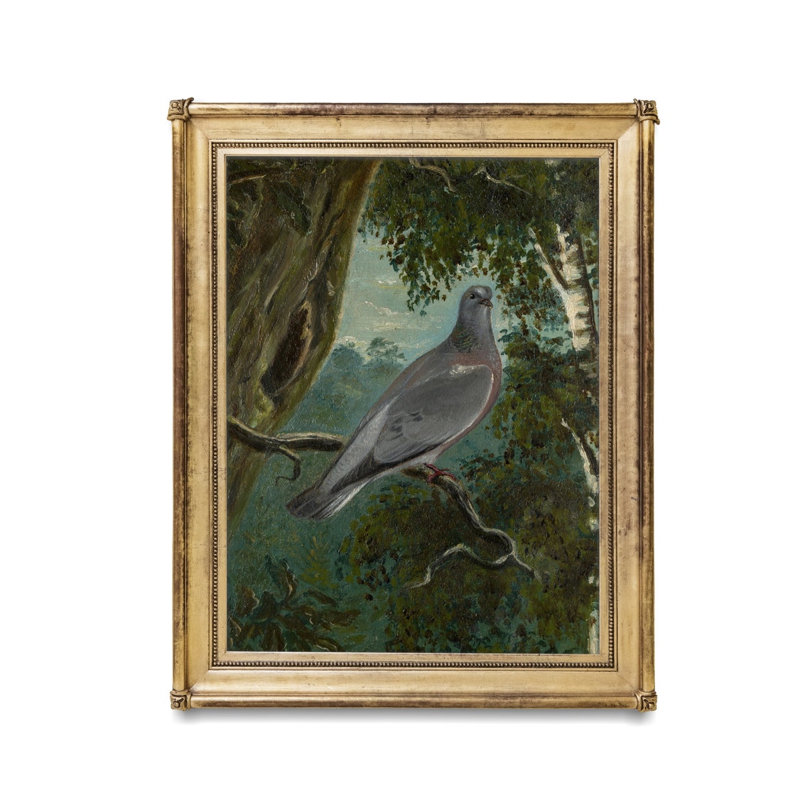 Gray Wood Pigeon Perched on a Mossy Branch in a Woodland Poster - Image 2