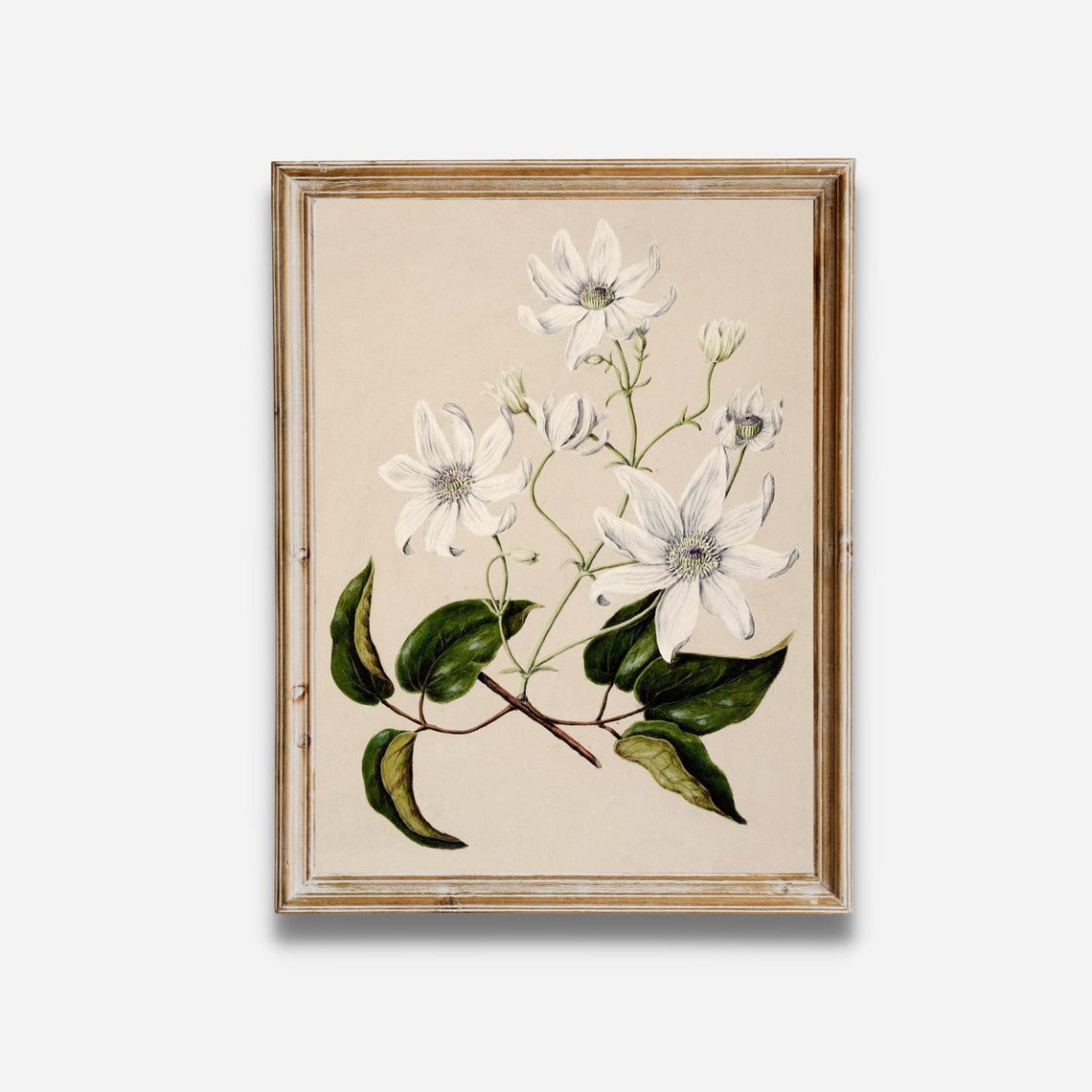 Elegant White Clematis Vintage Botanical Floral Illustration Poster