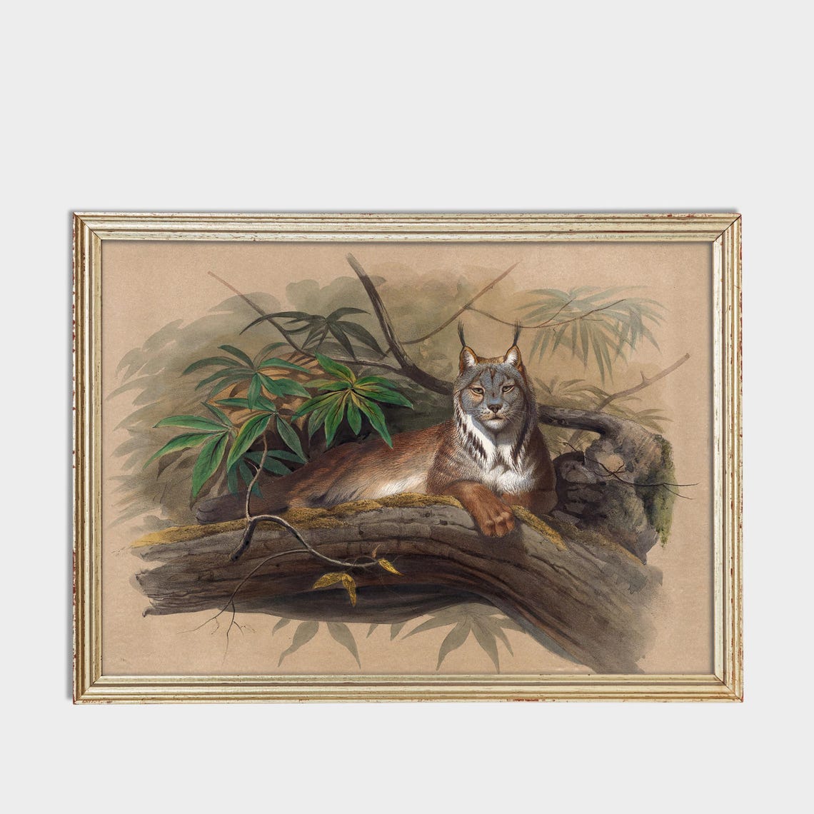 Canadian Lynx Resting on a Tree Branch Vintage Wildlife Poster - Image 3