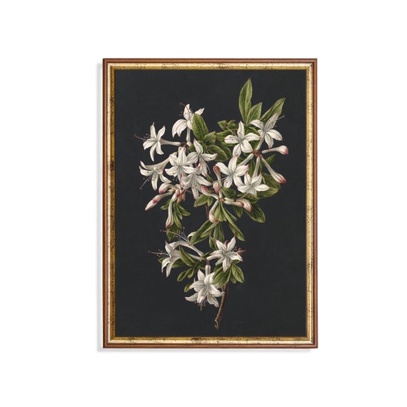 Printed And Shipped Vintage Flower Painting Moody Rustic Botanical Print Antique Still Life Floral Art Dark Academia Mailed Print