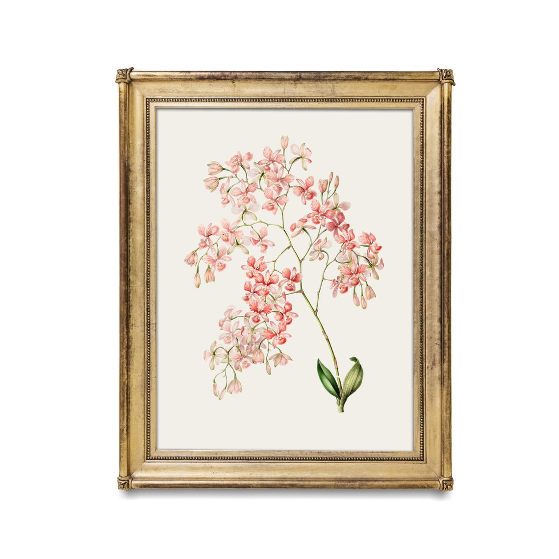 Vintage Flower Print Antique Botanical Painting Wall Art Country Farmhouse Decor Living Room Floral Art - Image 3