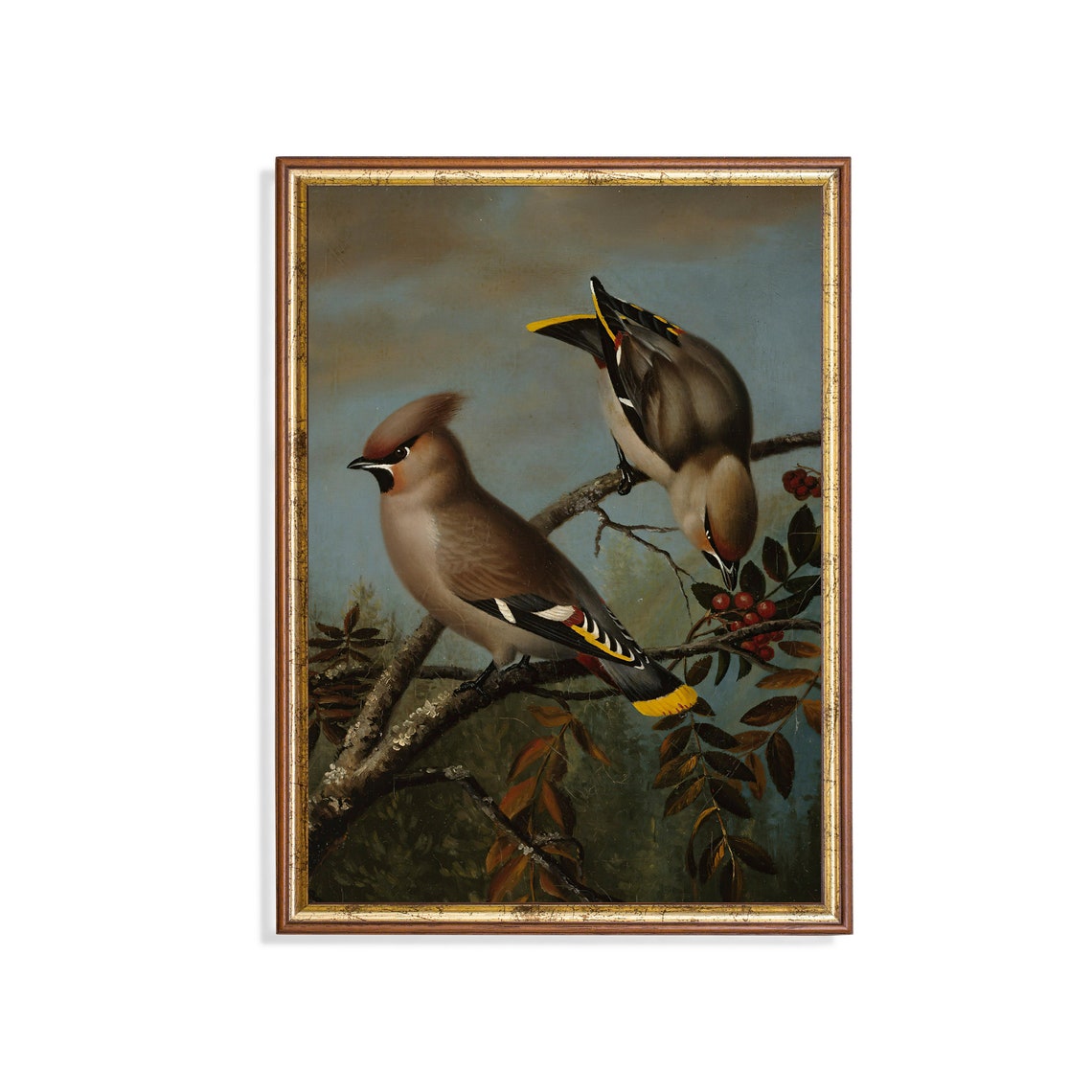 Two Beautiful Bohemian Waxwings Feeding on Red Berries Poster
