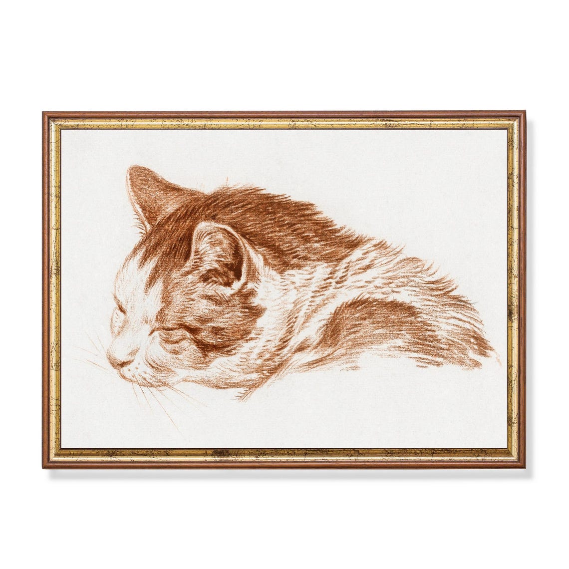 Sleeping Cat Head Study in Warm Red Chalk Vintage Sketch Poster