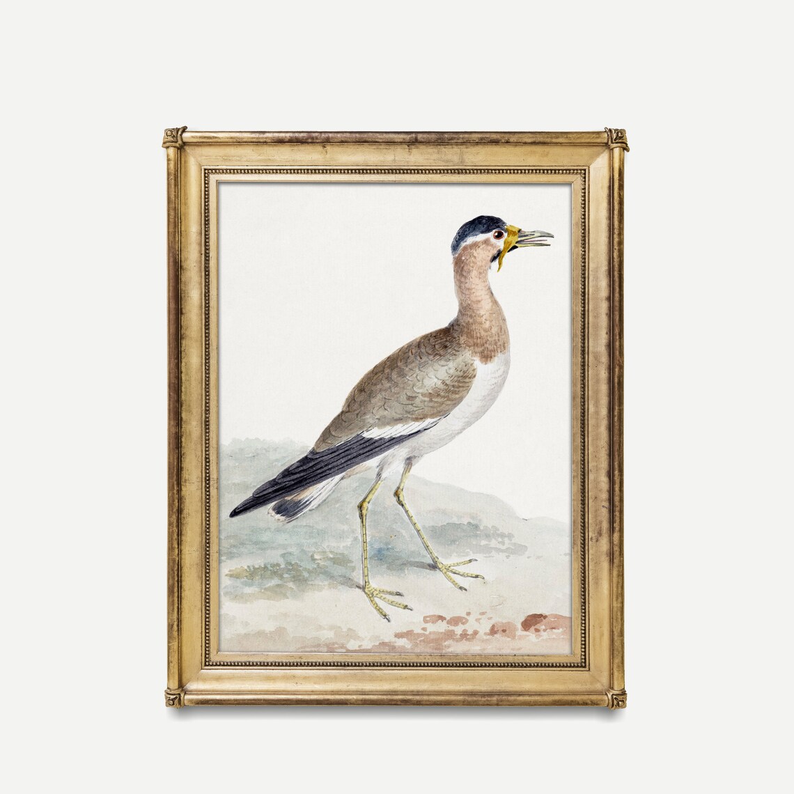 Yellow-Legged Wading Bird Antique Natural History Watercolor Poster - Image 4