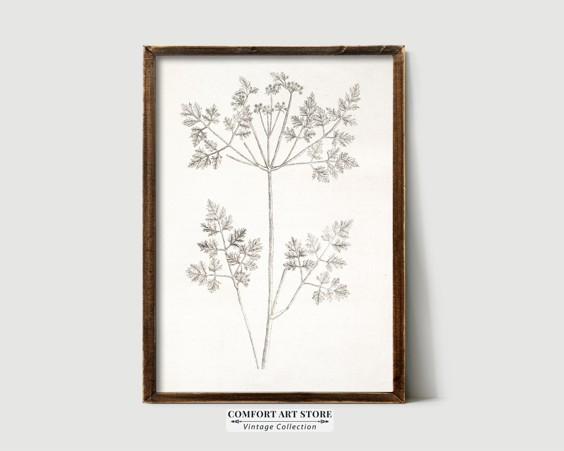 Vintage Botanical Herb Sketch Sepia Line Drawing Wall Decor Poster - Image 6