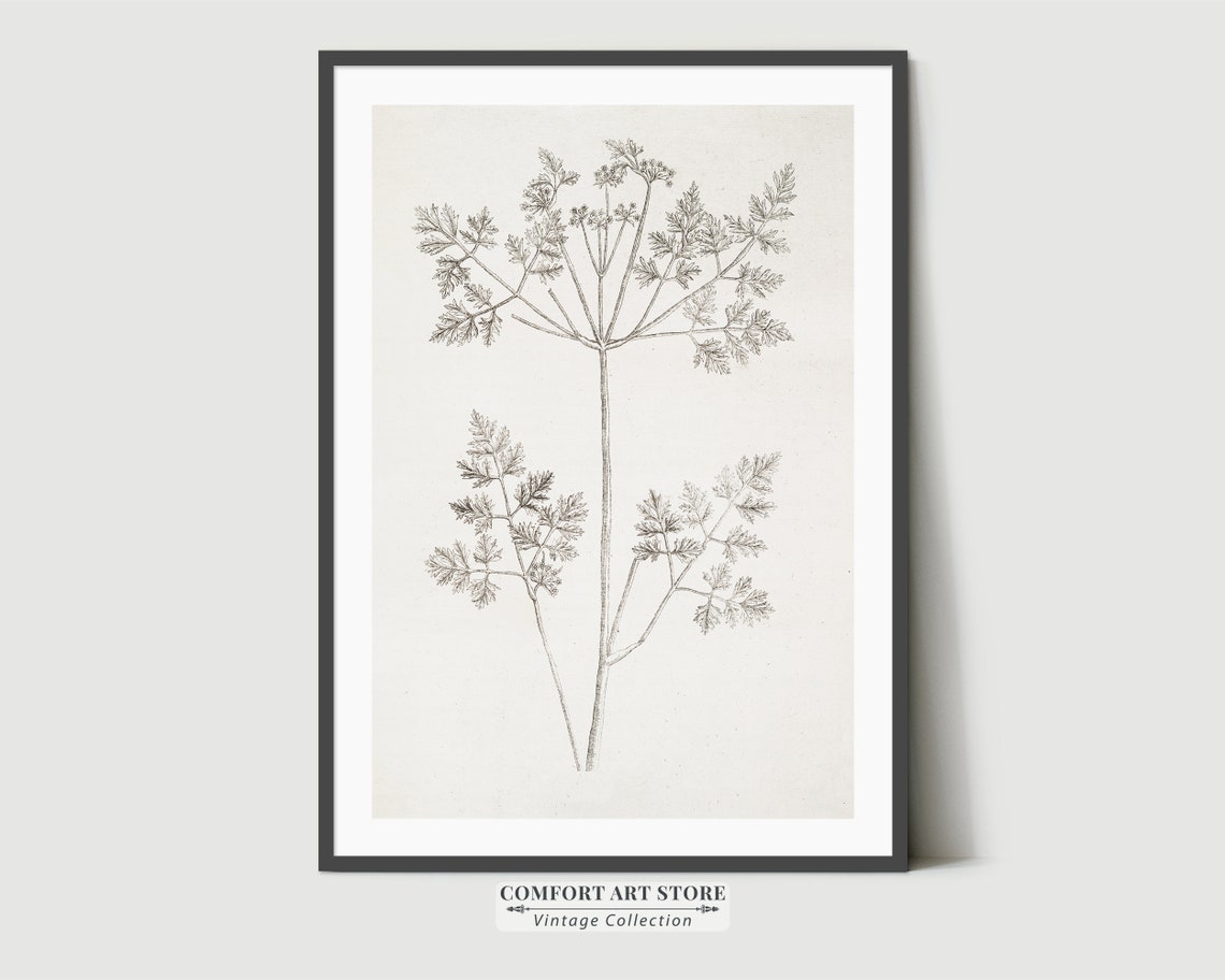 Vintage Botanical Herb Sketch Sepia Line Drawing Wall Decor Poster - Image 8