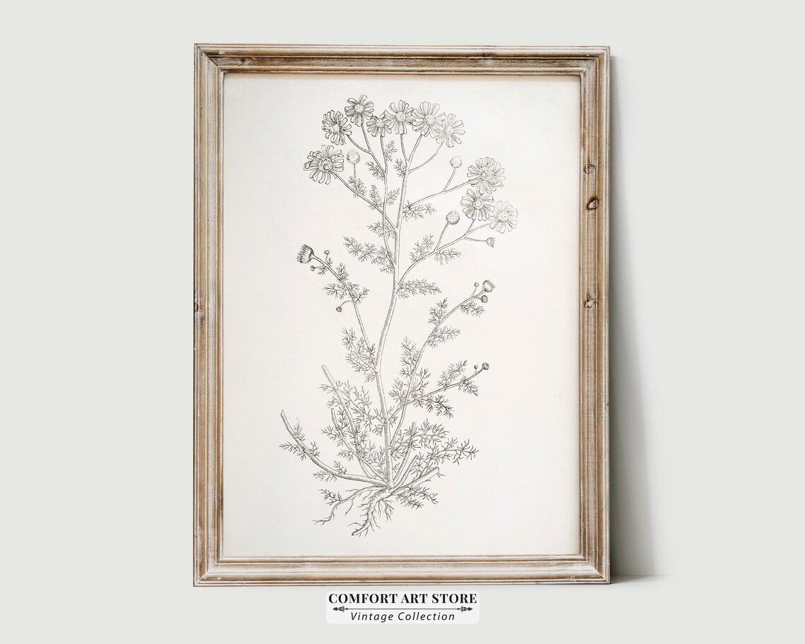 Chamomile Botanical Sketch, Rustic Kitchen Art Print