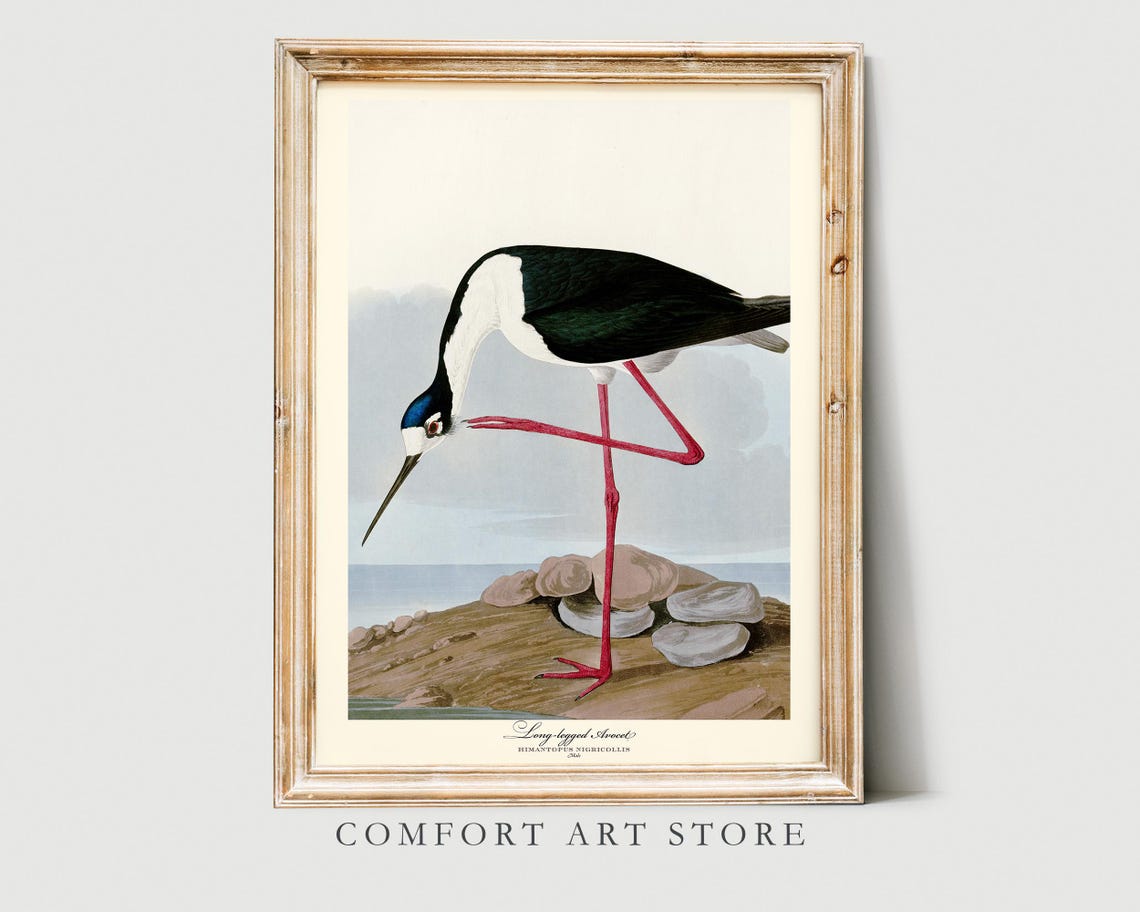 Long Legged Avocet Audubon Style Vintage Red Leg Wader Bird Poster