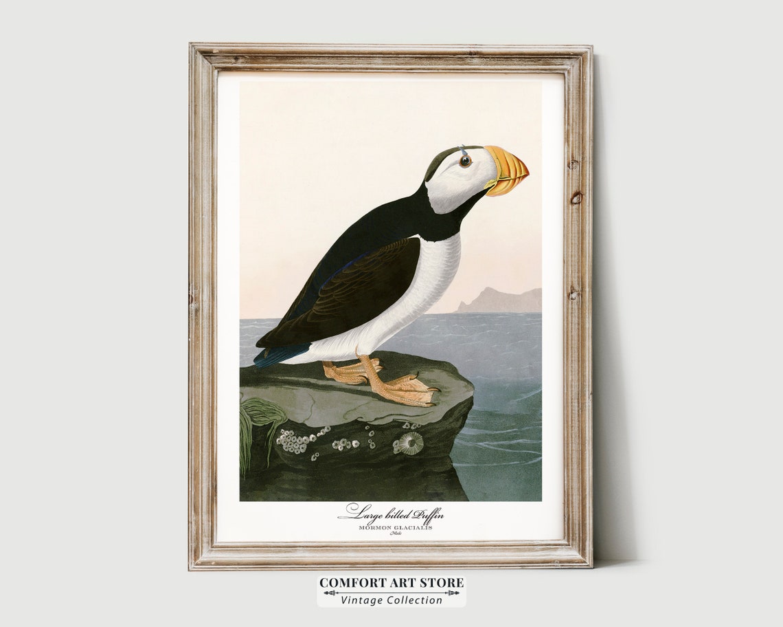 Large Billed Puffin Audubon Style Vintage Seabird Coastal Wall Art