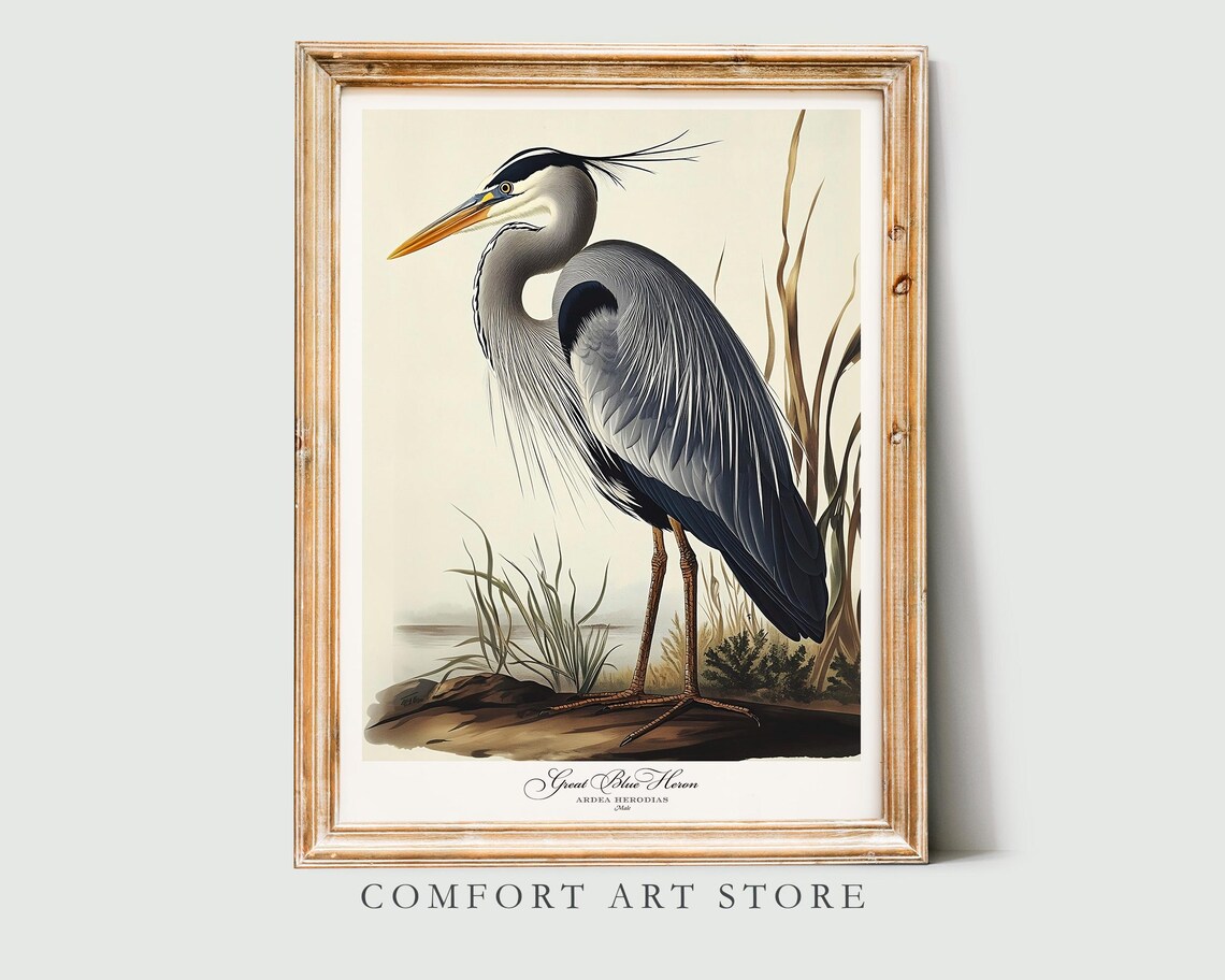 Great Blue Heron Audubon-Style Bird Print - Image 5