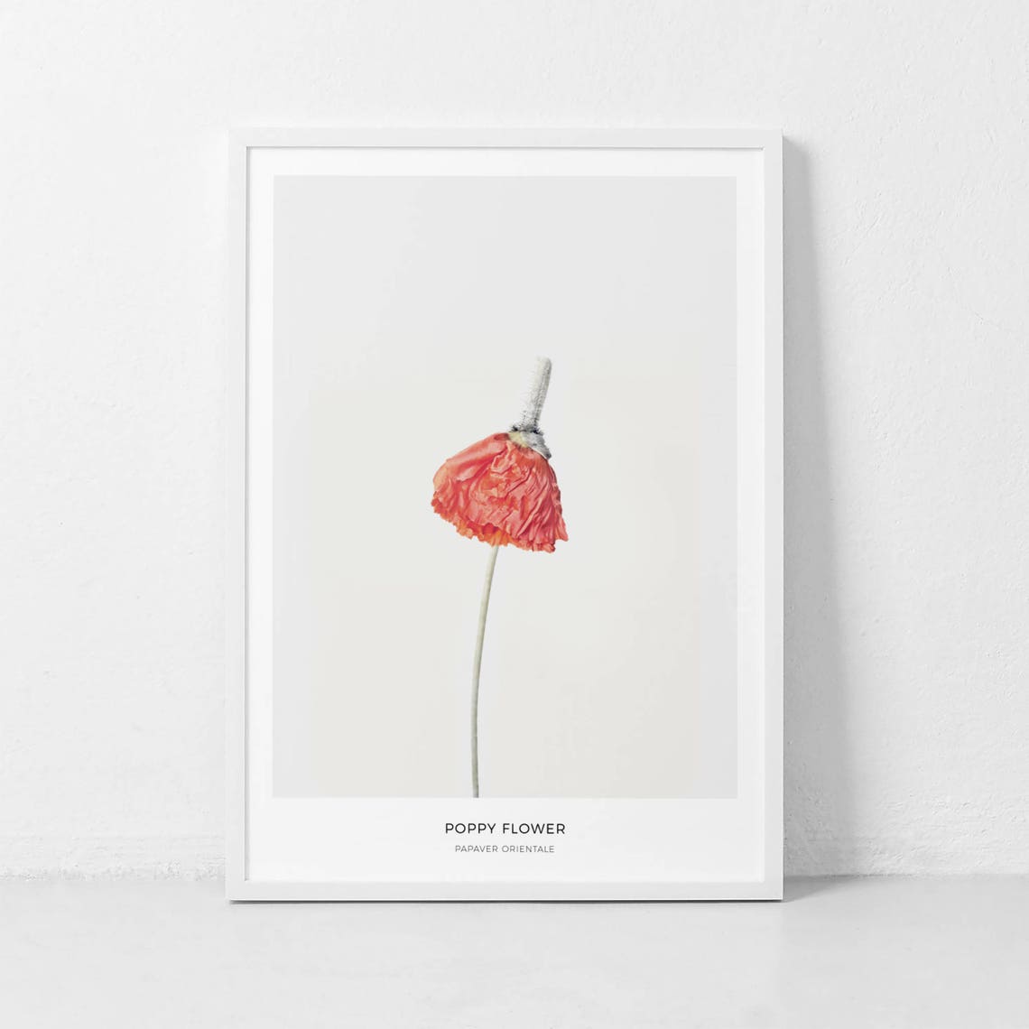 Poppy Flower Papaver Orientale Red Botanical Photography Poster