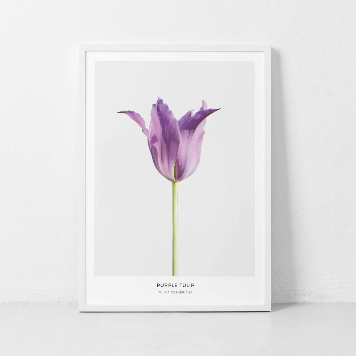Purple Tulip Print Purple Flower Photography Tulip Print Tulip Photography Botanical Print Flower Scandinavian Wall Print