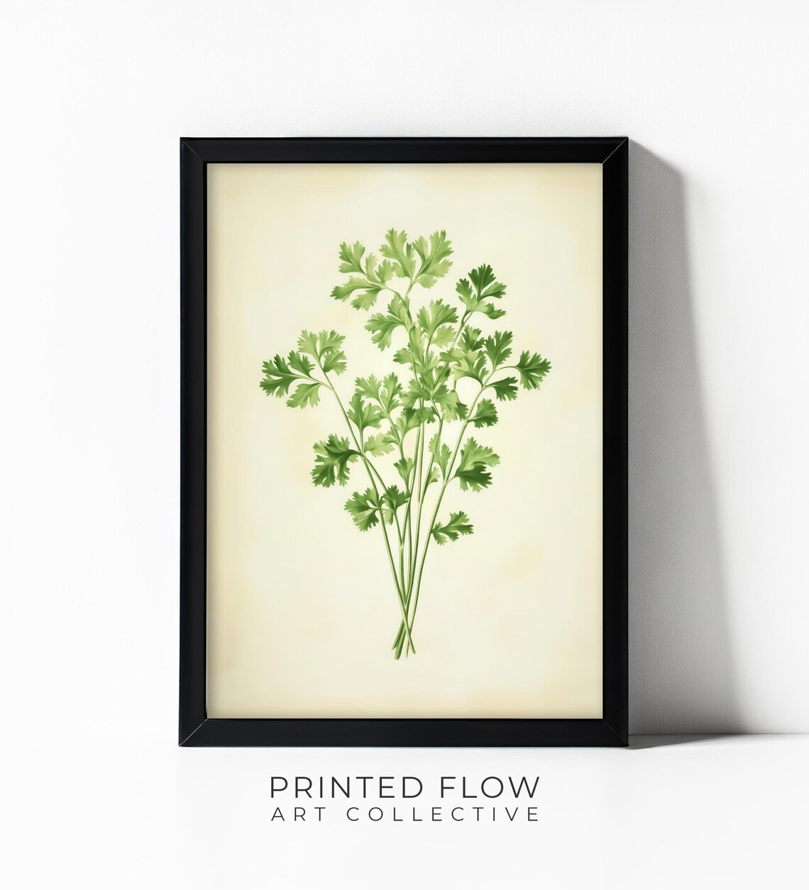 Cilantro Modern Kitchen Herb Illustration, Minimalist Botanical