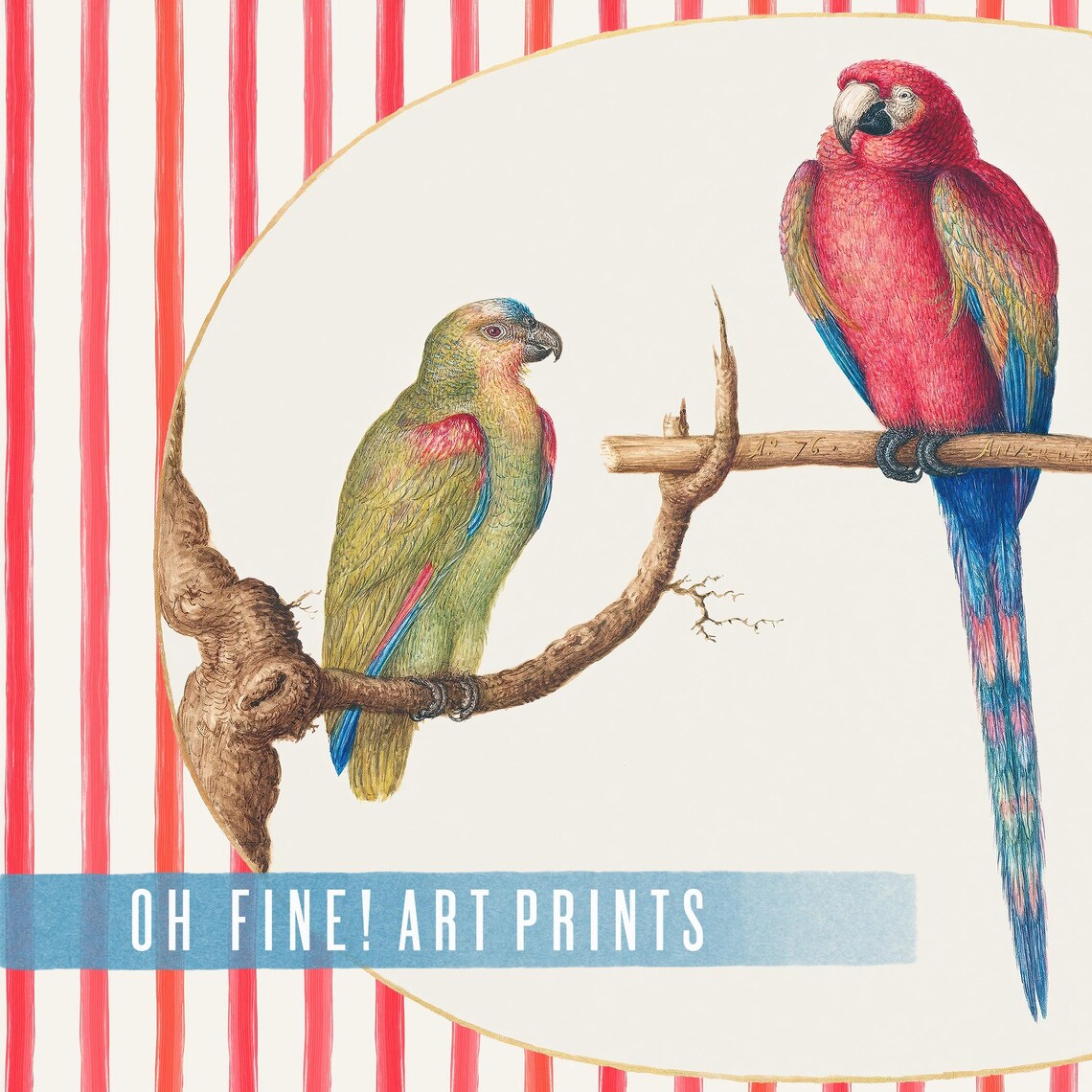 Vintage Parrot Trio Scarlet Macaw Illustration Striped Decor Poster - Image 2