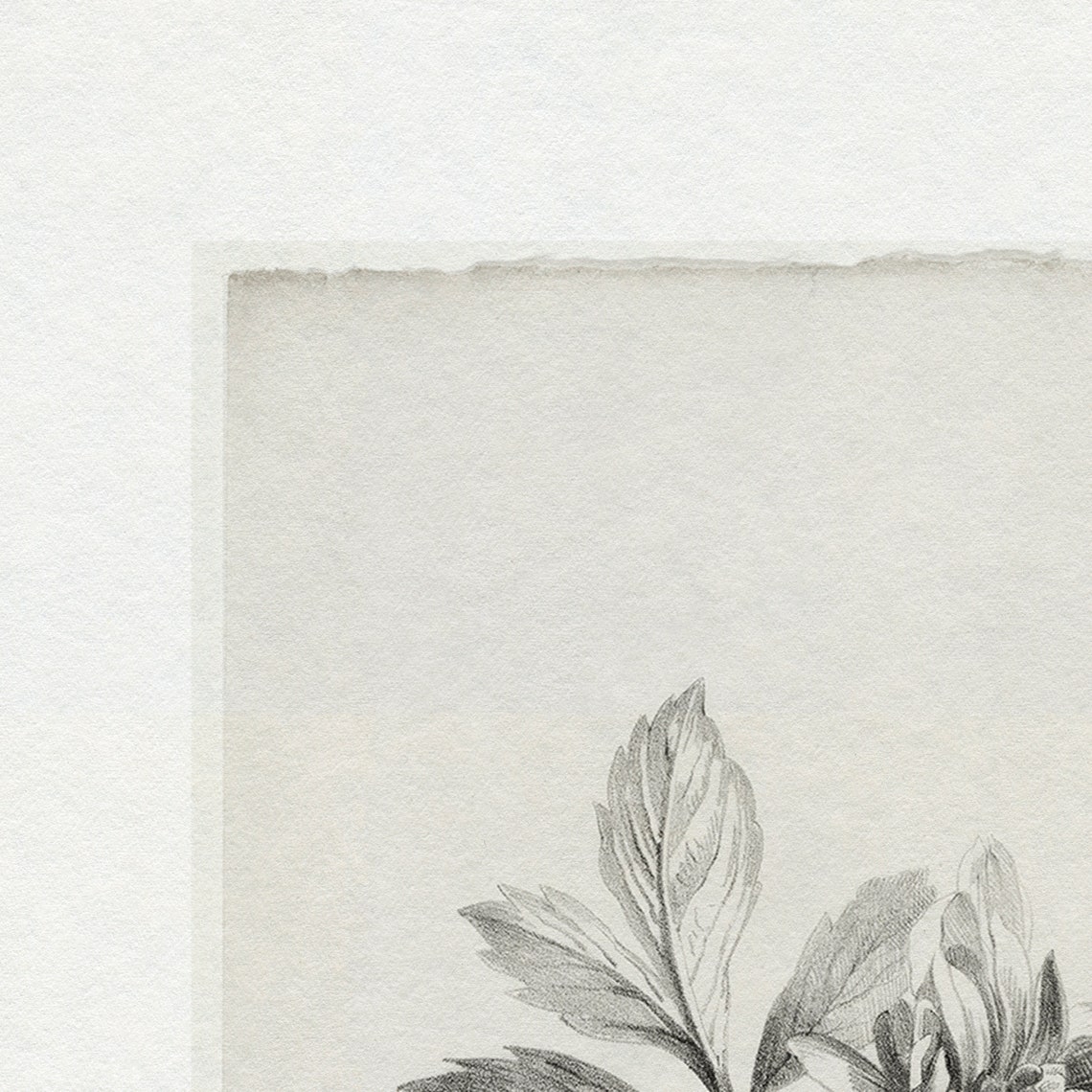 Vintage Gray Botanical Sketch Flower Engraving Antique Wall Art - Image 3