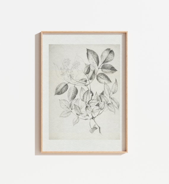 Vintage Black and White Botanical Drawing Art Print