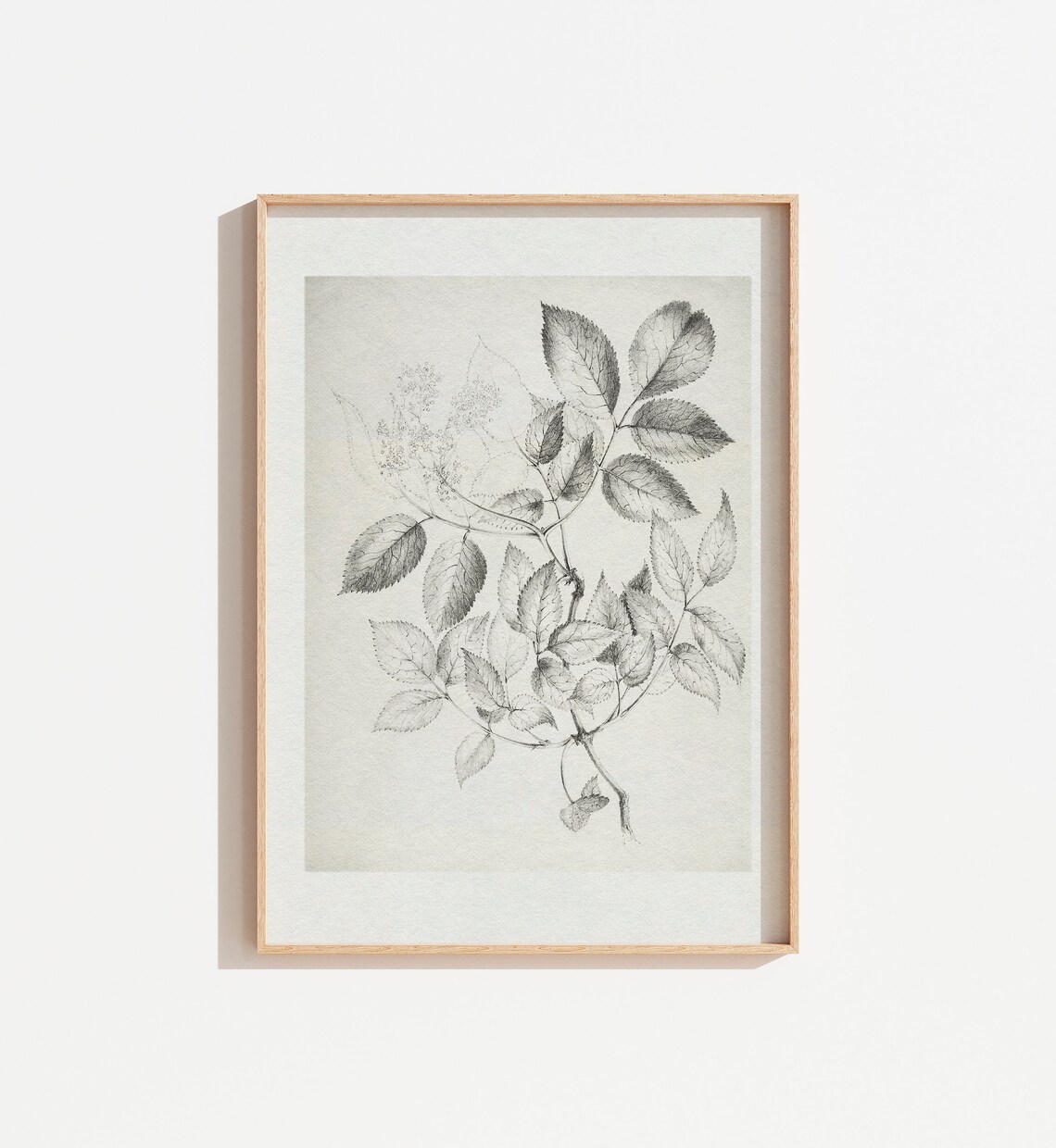 Vintage Black and White Botanical Drawing Art Print