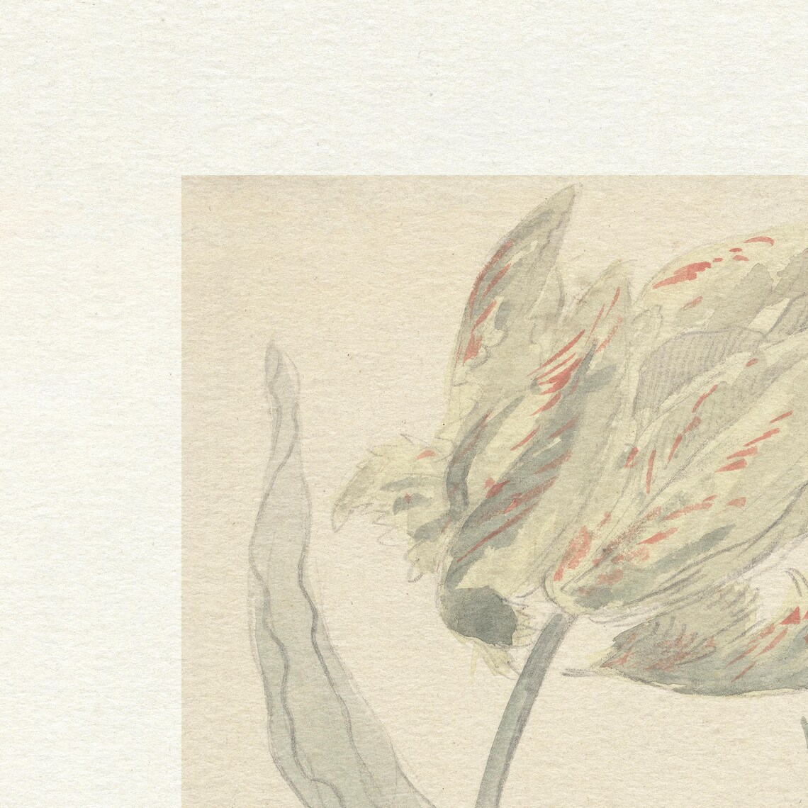 Vintage Neutral Cream Botanical Tulip Pink Flower Sketch Wall Art - Image 3