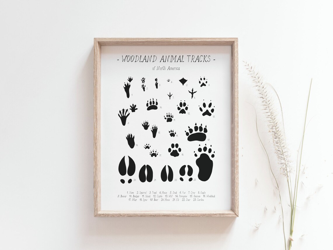 Animal Tracks Print, Woodland Tracks Poster - Image 3