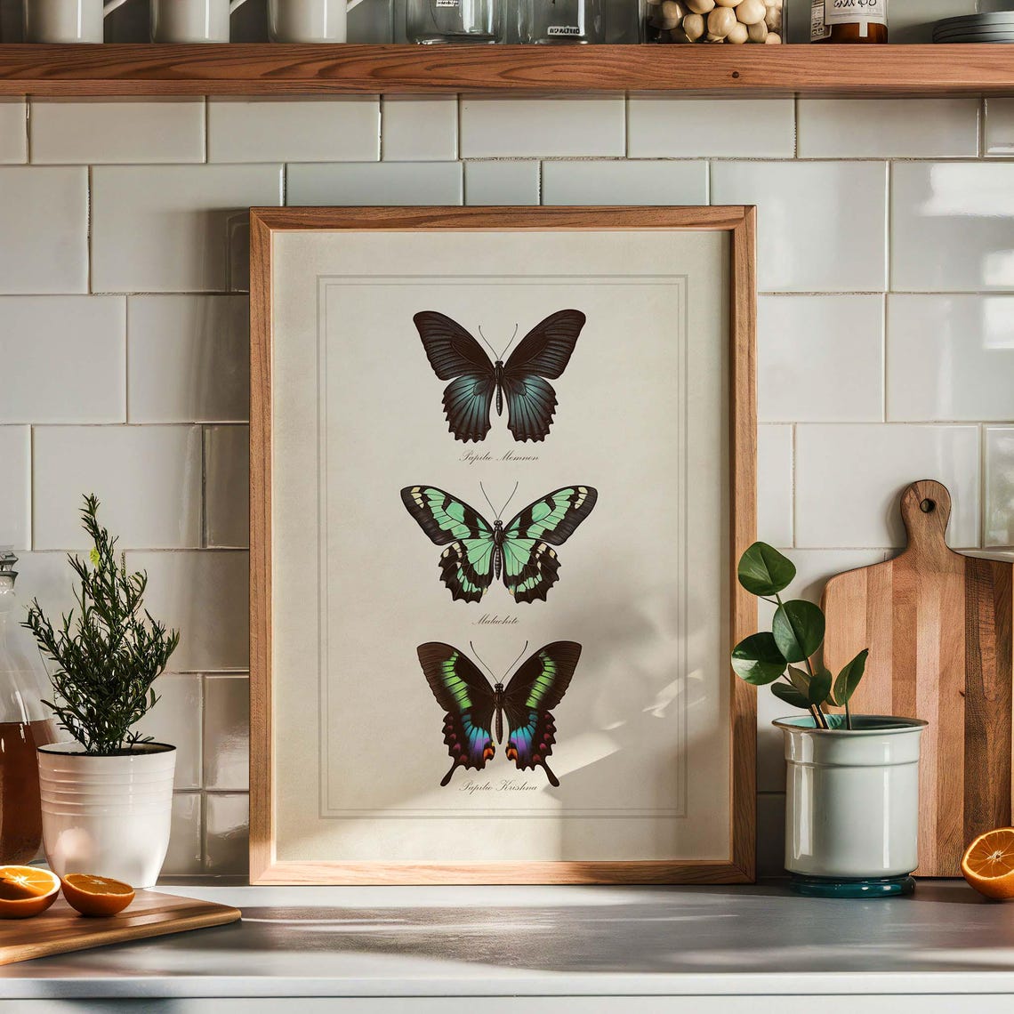 Vintage Butterfly Chart of Three Tropical Species Art Poster