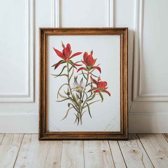 Red Indian Paintbrush Wildflower Botanical Watercolor Art Print
