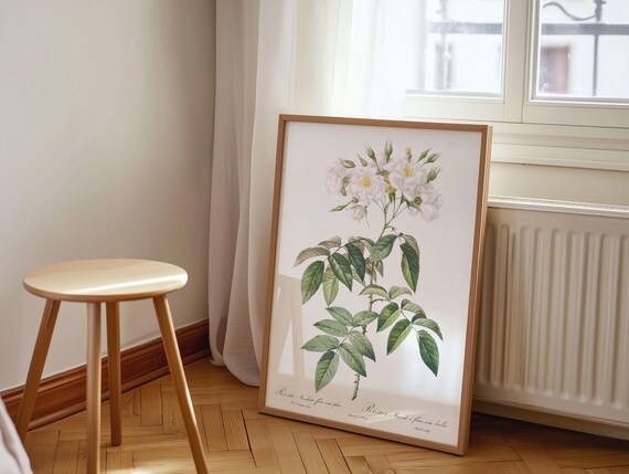 Rosa Muscosa White Musk Rose Vintage Botanical Flower Bloom Poster