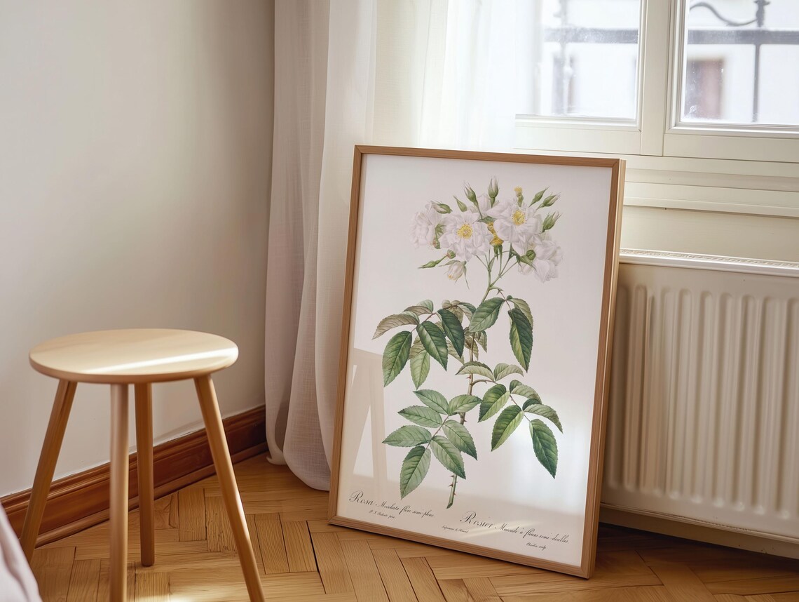 Rosa Muscosa White Musk Rose Vintage Botanical Flower Bloom Poster