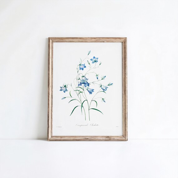 Redoute Blue Bellflower Vintage Campanule Botanical Art Poster