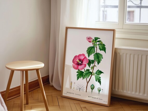 Pink Rose of Sharon Hibiscus Syriacus Vintage Botanical Poster