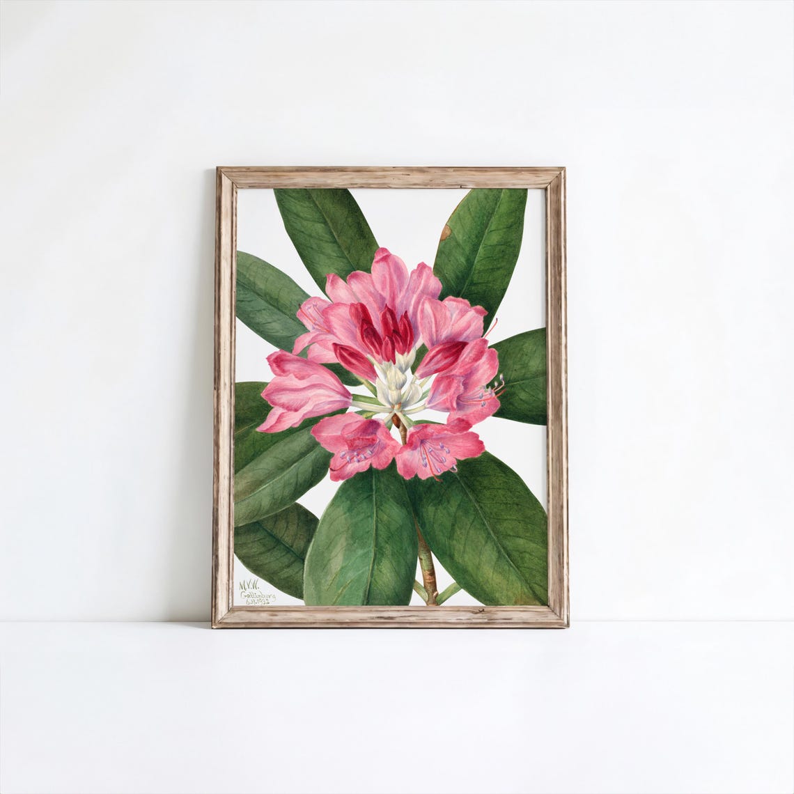 Mountain Rose Bay Vintage Flower Art Print Restored Botanical Illustration