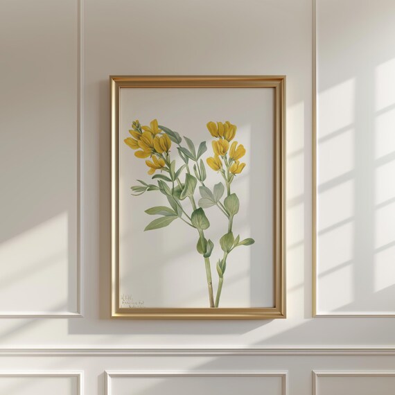 Goldenpea Flower Art Print Vintage Botanical Wall Decor