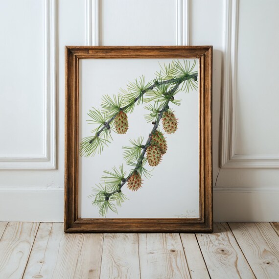 Western Larch Botanical Print Mary Vaux Walcott Flower Art