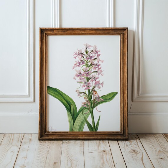 Purple Fringe Orchid Print Vintage Botanical Wall Art