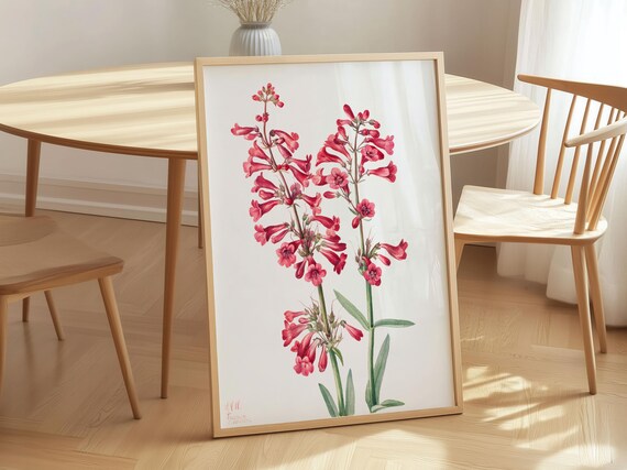 Parrys Penstemon Vintage Botanical Illustration Pink Wildflower Art Poster