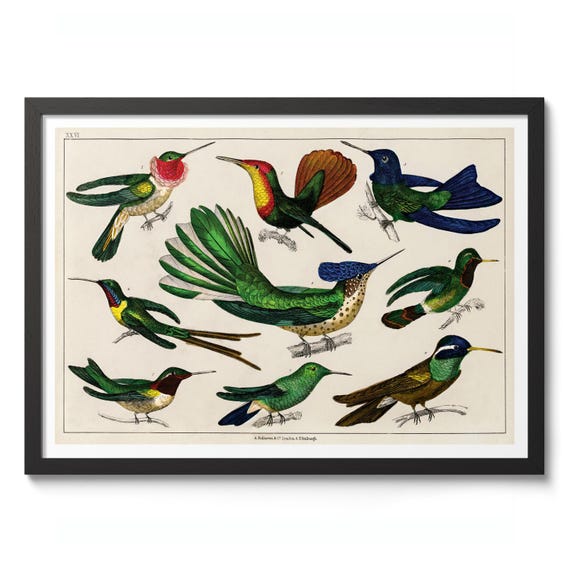 Hummingbirds By Oliver Goldsmith Vintage Illustration Print Poster Nature Wall Art Zoology Decor Gift