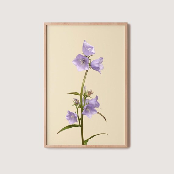 Tall Stem Of Lilac Bellflowers Blooming On Cream Floral Poster