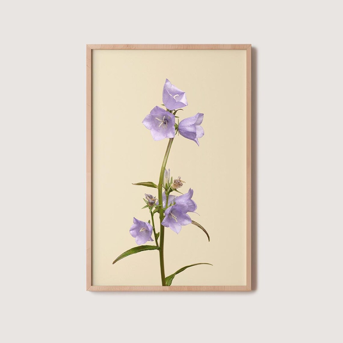 Tall Stem Of Lilac Bellflowers Blooming On Cream Floral Poster